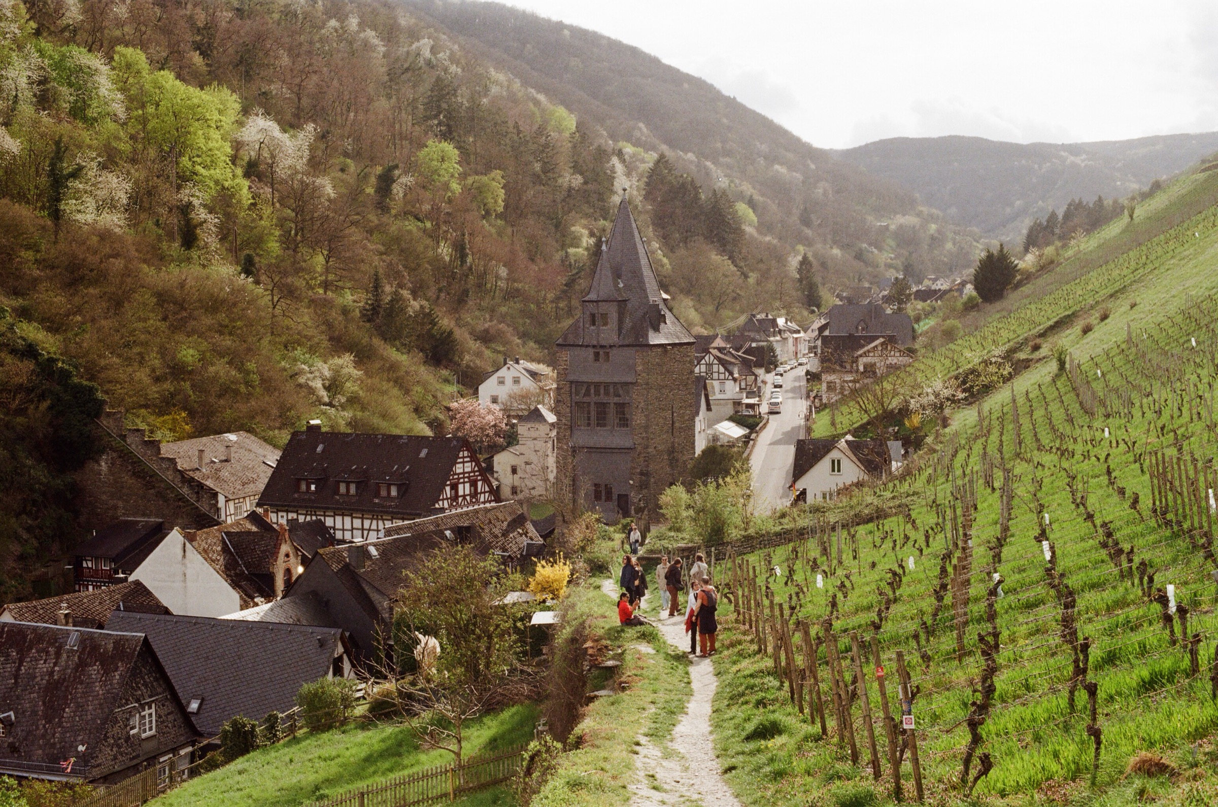 Walking through vineyards above a Rhine village