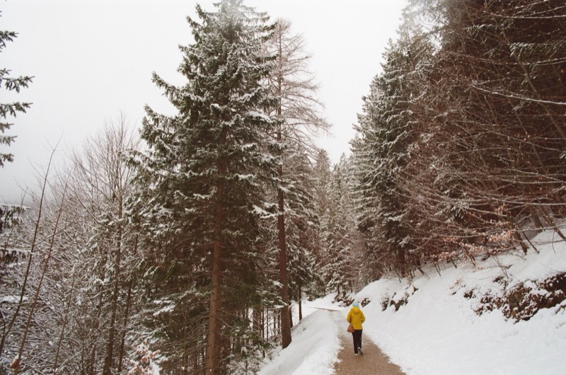 Forest Trail