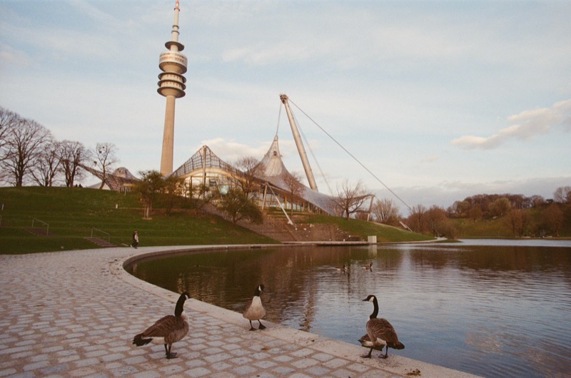 Olympic Park Geese