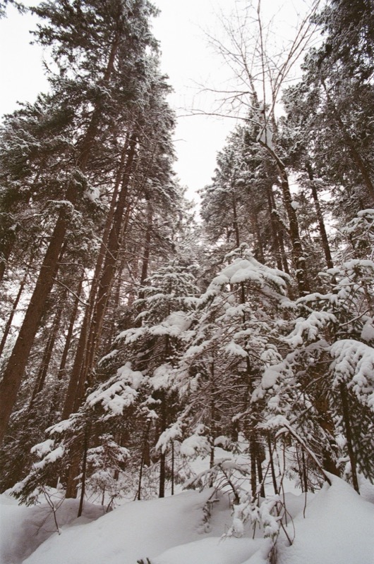 Snowy Pines