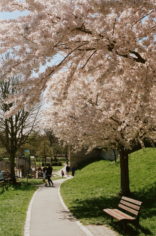 Cherry Blossoms