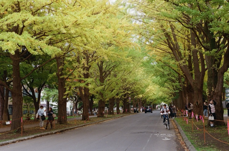 Ginkgo Avenue